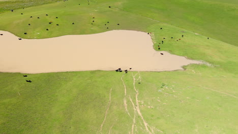 herd of cows by large pond, aerial establishing view