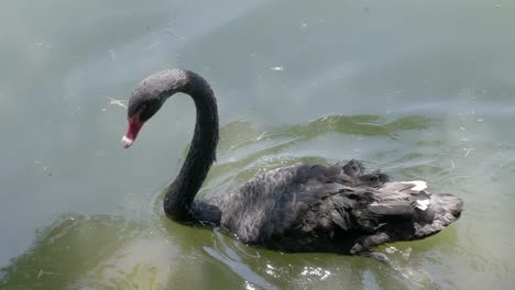 Schöner-Schwarzer-Schwan,-Der-In-Einem-Teich-Nach-Nahrung-Sucht