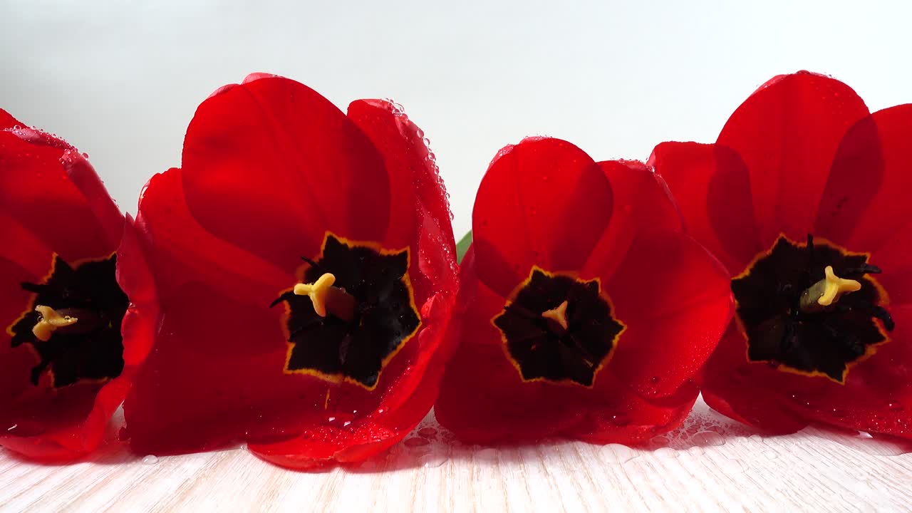 Fotografia de tulipas em close-up