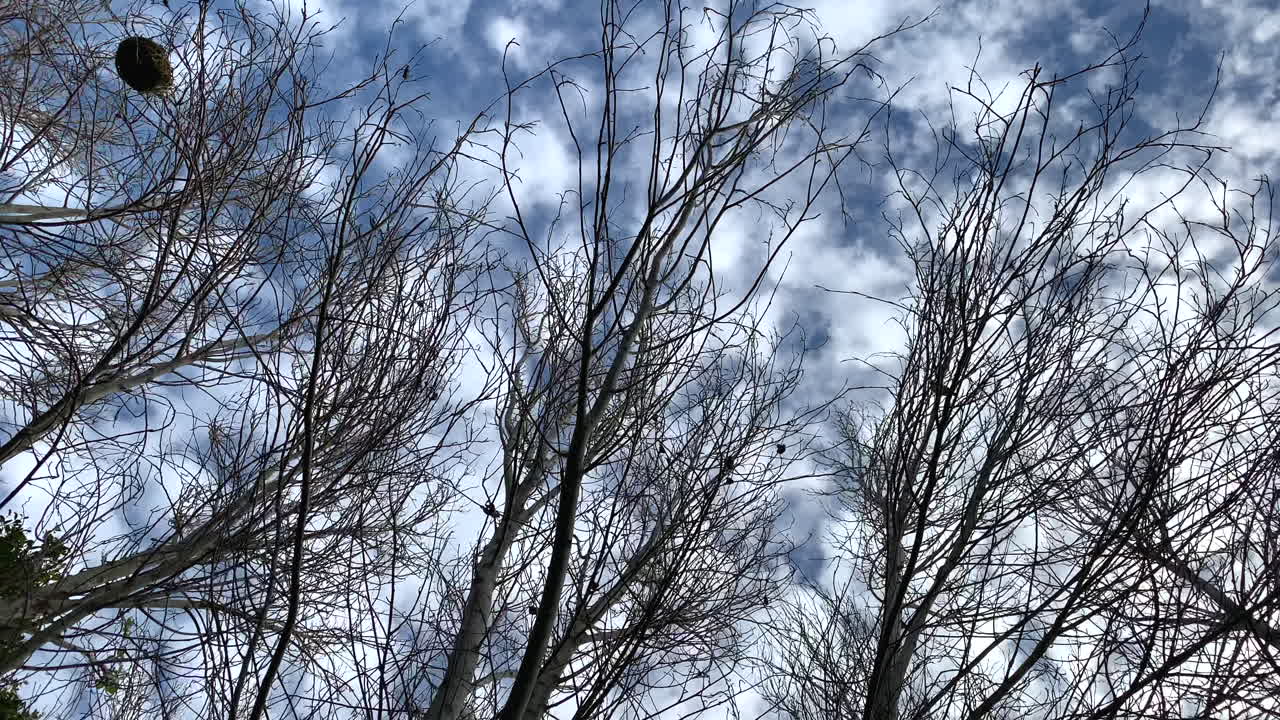 Poplar trees in winter, with a single birds nest