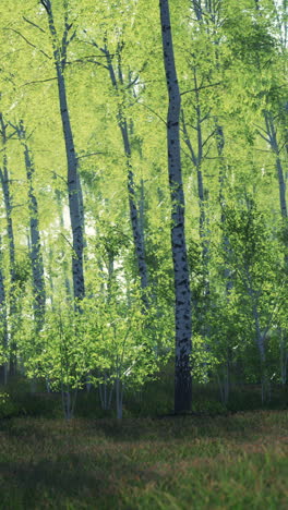 a beautiful birch forest in the summer