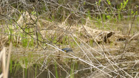 Yellow-rumped-warbler-standing-on-a-branch-in-the-wild