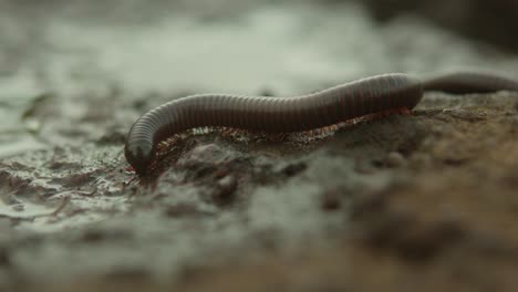 un milpiés se arrastra lentamente a través del suelo húmedo después de la lluvia, destacando el movimiento natural y las texturas
