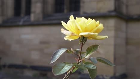 yellow rose growing outside of old english church medium shot