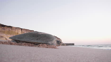 la tortuga va en el golfo de oman temprano en la mañana