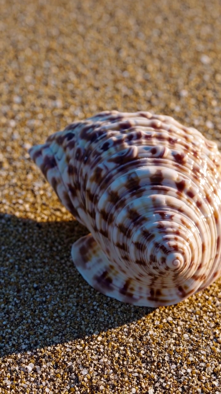 Single Seashell Resting on Sandy Beach at Sunset