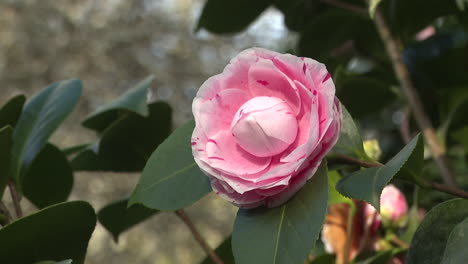 pink and white camellia flower