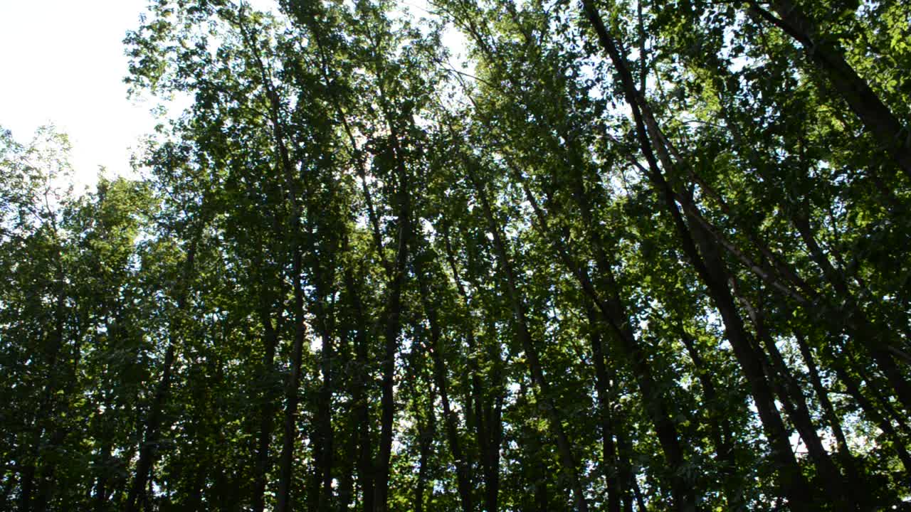 森の木々。森林の背景、自然。