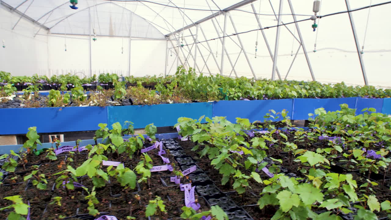 Many rows of grapevine plants into vases, inside the controlled environment of a greenhouse, watered by an automated irrigation system