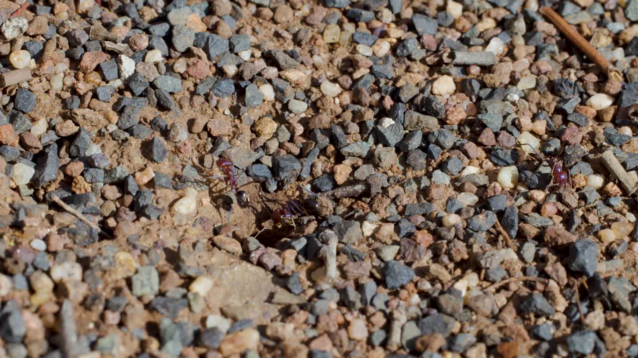 Red and black ants forage around food scrap on rocky ground, macro close-up, natural daylight