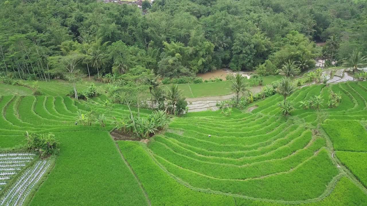 toma de drones de un hermoso campo de arroz en terrazas verdes con algunos cocoteros