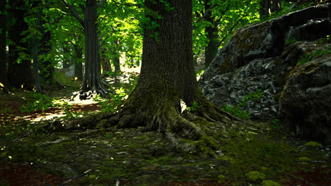 raíces de árboles y sol en un bosque verde