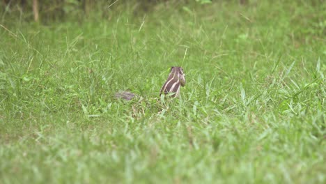 Squirrel-sitting-on-grass-eating-grass