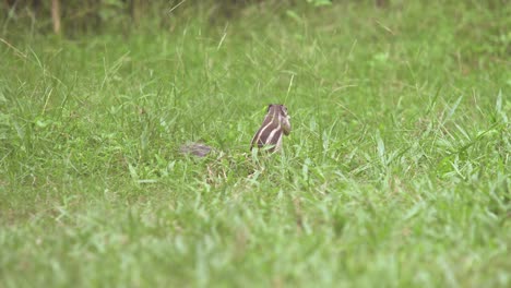 squirrel sitting on grass eating grass