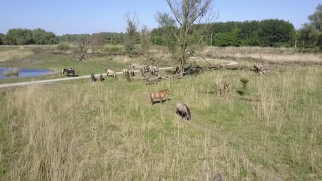 aerial view of wild konik horses in national park oostvaarders plassen, flevoland, the netherlands