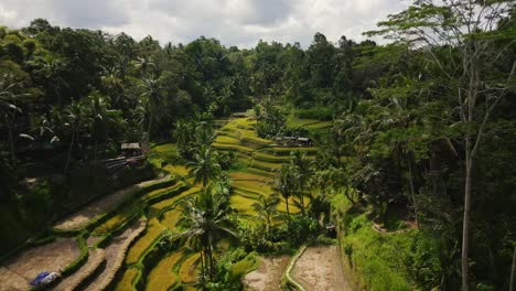 aerial of a tropical forest, palm trees and green rice fields in bali