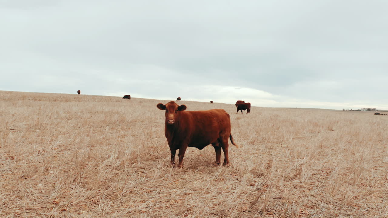 la tierra pertenece a los animales