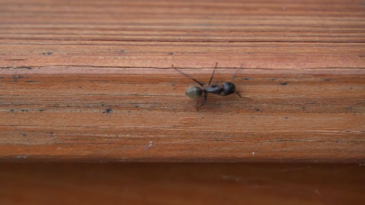 insecto de hormiga carpintera negra vagando al aire libre en un tablón de madera, cámara lenta