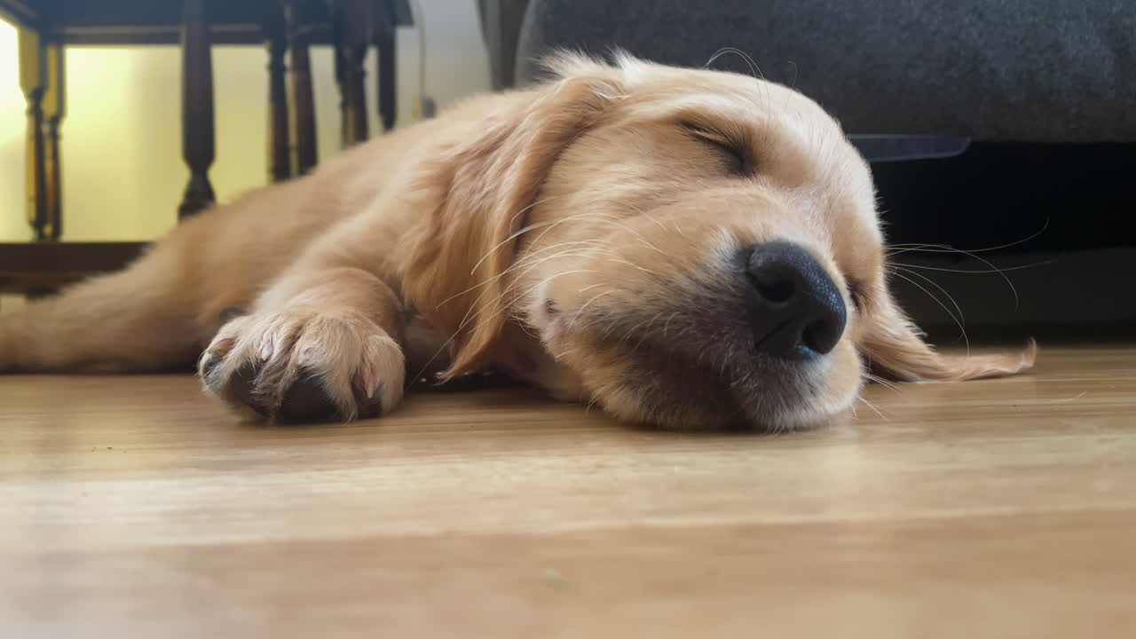바닥에 잠든 귀여운 골든 리트리버 강아지 강아지, 근접 촬영
