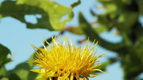 a macro closeup shot of a bumble bee on a yellow flower searching for food