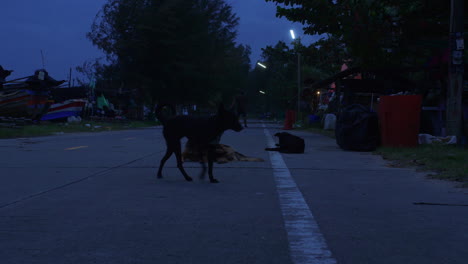 Perros-Callejeros-En-La-Carretera-Por-La-Noche-Con-Mal-Tiempo