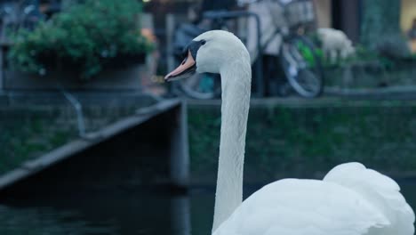 slow-motion bokeh shot of a swan swimming around and drinking in the canal in rotterdam