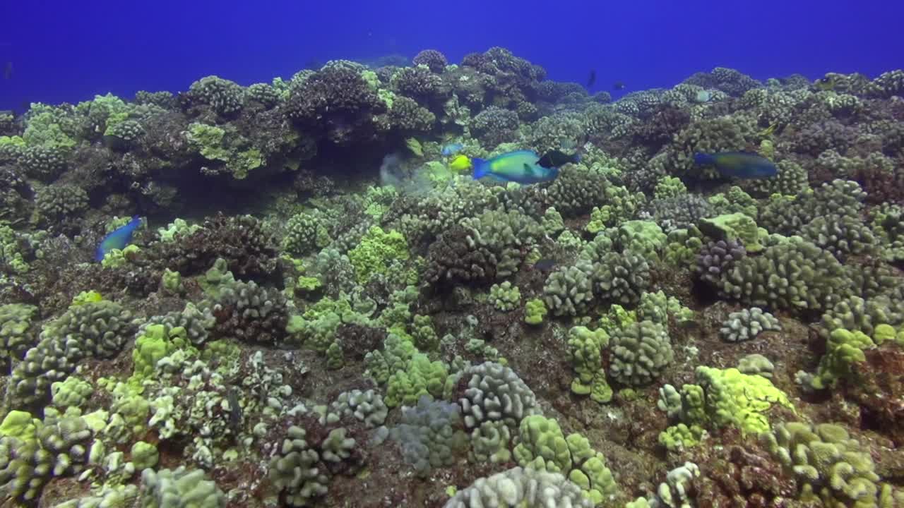 dos peces loro territoriales