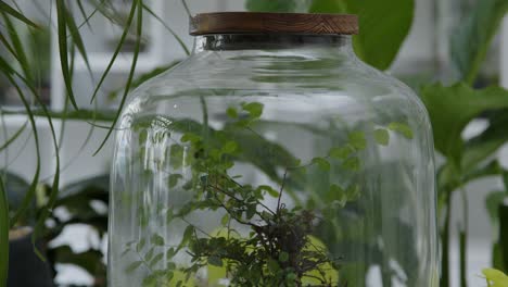 Botanical-workshop-with-the-tiny-self-sufficient-ecosystem-in-the-glass-terrarium-tilt-up-close-up