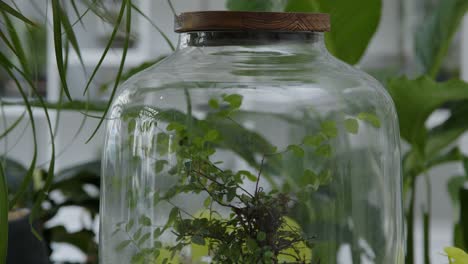 botanical workshop with the tiny self-sufficient ecosystem in the glass terrarium tilt-up close-up