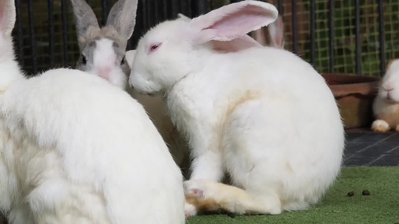 Baby Rabbits in a Cage