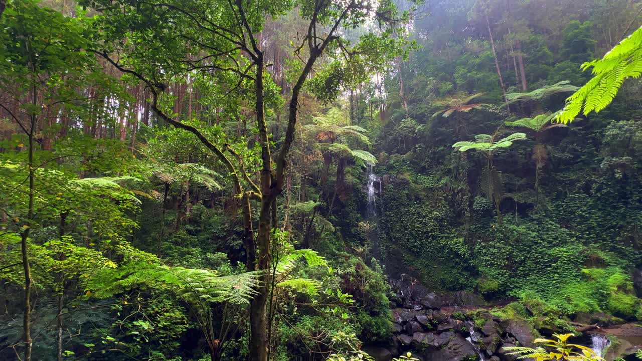 Lush Green Forest Landscape with Hidden Waterfall