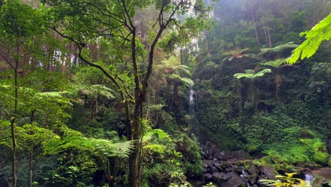 lush green forest landscape with hidden waterfall