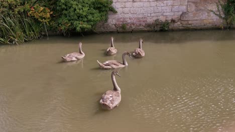 Cisnes-Lindos-Y-Grandes-En-Un-Lago-Fangoso-Debajo-De-Un-Puente-Viejo,-La-Toma-Es-Una-Toma-De-Trípode-Y-La-Ubicación-Es-El-Famoso-Canal-Kennet-Y-Avon-Cerca-De-Bath-City-En-El-Reino-Unido,-Video-Filmado-En-Sony-Cam