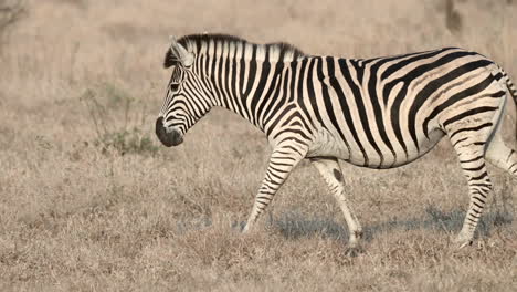 plains zebra female walking in savannah, side view, slowmotion