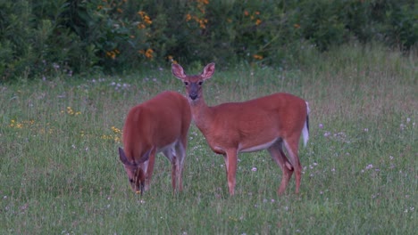 Two-alert-white-tailed-deer-grazing-in-a-grassy-field-in-the-late-evening-light