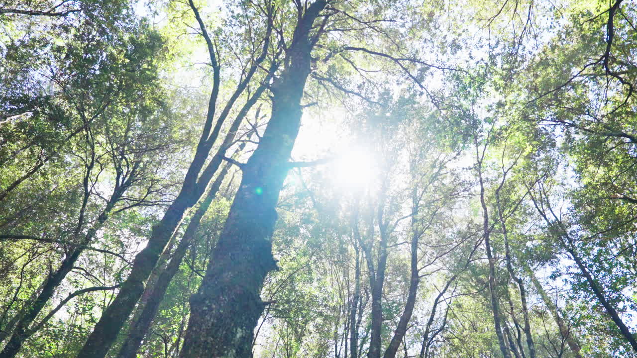 Panoramic view of green lush forest. Natural wilderness. Lost in the woods. Hiking path. Green ecosystem. Peaceful biodiversity