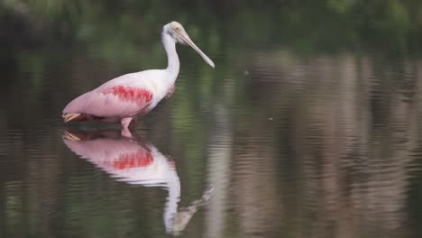 Roseate-Spoonbill-in-Florida-wetland-standing-in-shallow-water-with-reflection