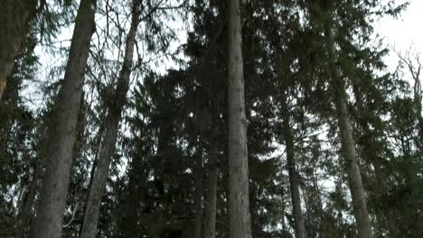 Sendero-En-El-Bosque-Cubierto-De-Nieve-En-El-Soleado-Día-De-Invierno,-Toma-Suave-De-Cardán-De-La-Cámara-Moviéndose-Hacia-Adelante,-Inclinada-Hacia-Abajo-Desde-El-Cielo