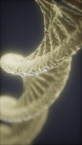 a close up view of a dna double helix structure displayed in soft light