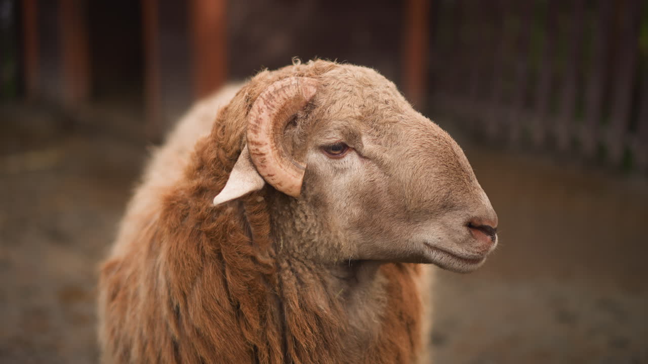 primer plano de oveja marrón en un establo, luz natural suave resaltando la lana esponjosa y el rostro texturizado. El retrato frontal cambia a perfiles laterales que muestran una expresión tranquila y curiosa, y sutiles giros de cabeza. Terreno embarrado
