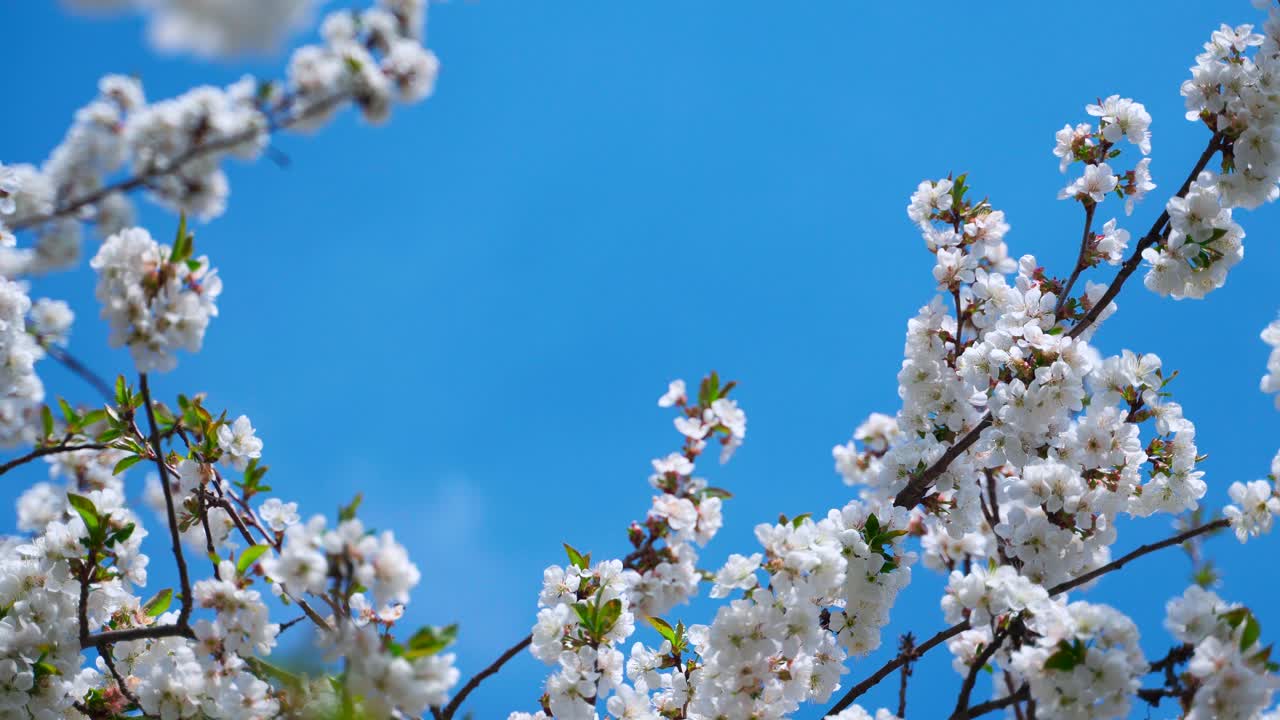 Blossom apple tree against blue sky background. Beautiful branches with white flowers and bees collecting honey. Amazing nature in spring. Empty space