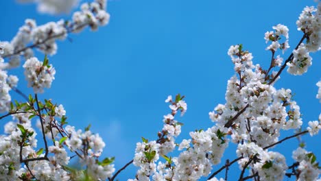 blossom apple tree against blue sky background. beautiful branches with white flowers and bees collecting honey. amazing nature in spring. empty space