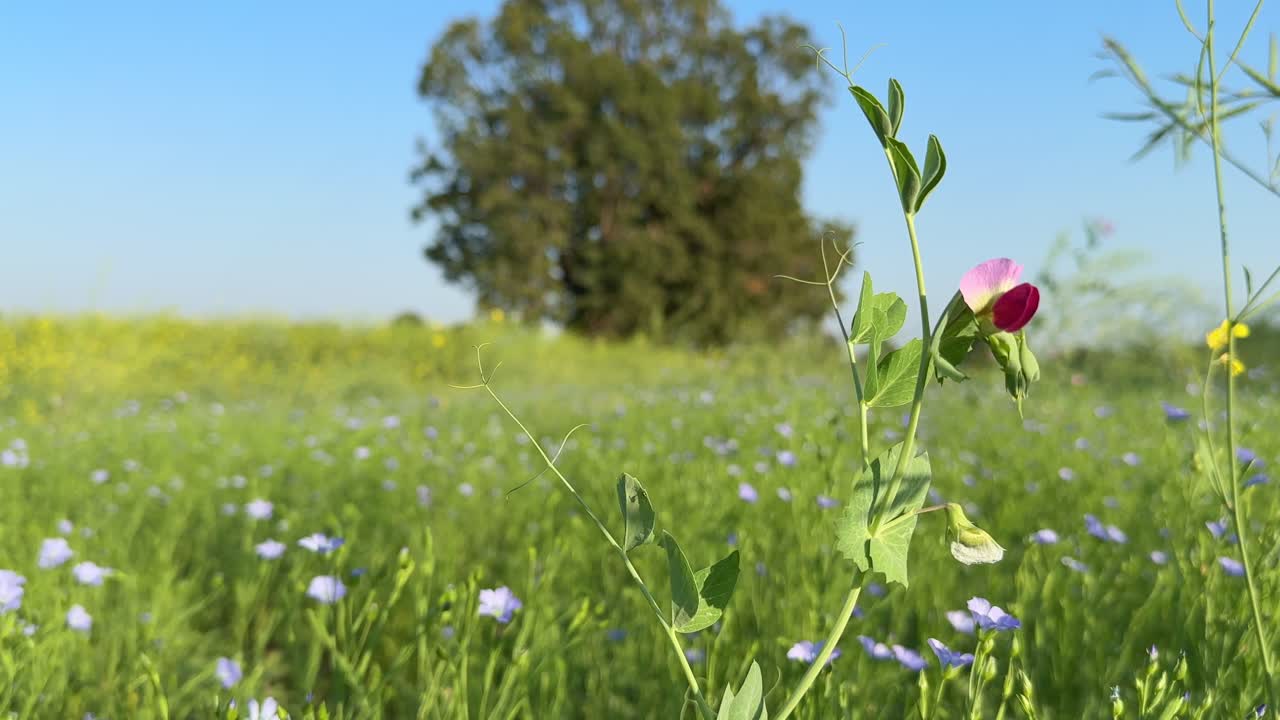 closeup of beautiful purple flower of green pea or sweet pea