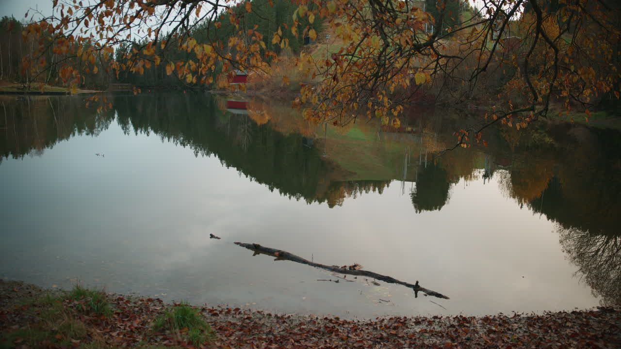 Wide shot of lake with a tree over it with colorful leaves and the water is calm as you can see a clear reflection