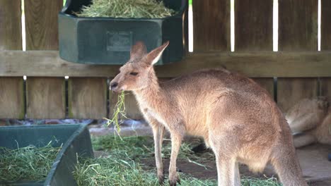 Profilaufnahme-Eines-Kängurus,-Das-Grasheu-In-Einem-Naturschutzgebiet,-Einer-Australischen-Einheimischen-Tierart,-Frisst-Und-Frisst