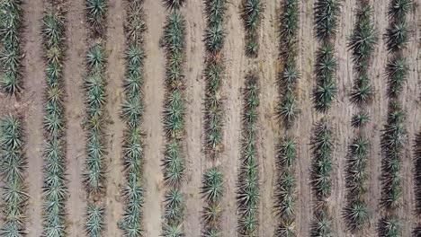 Tiro-De-Ojo-De-Pájaro-Sobre-Agave-Plantado-Uno-Al-Lado-Del-Otro,-Hermoso-Paisaje-Mexicano