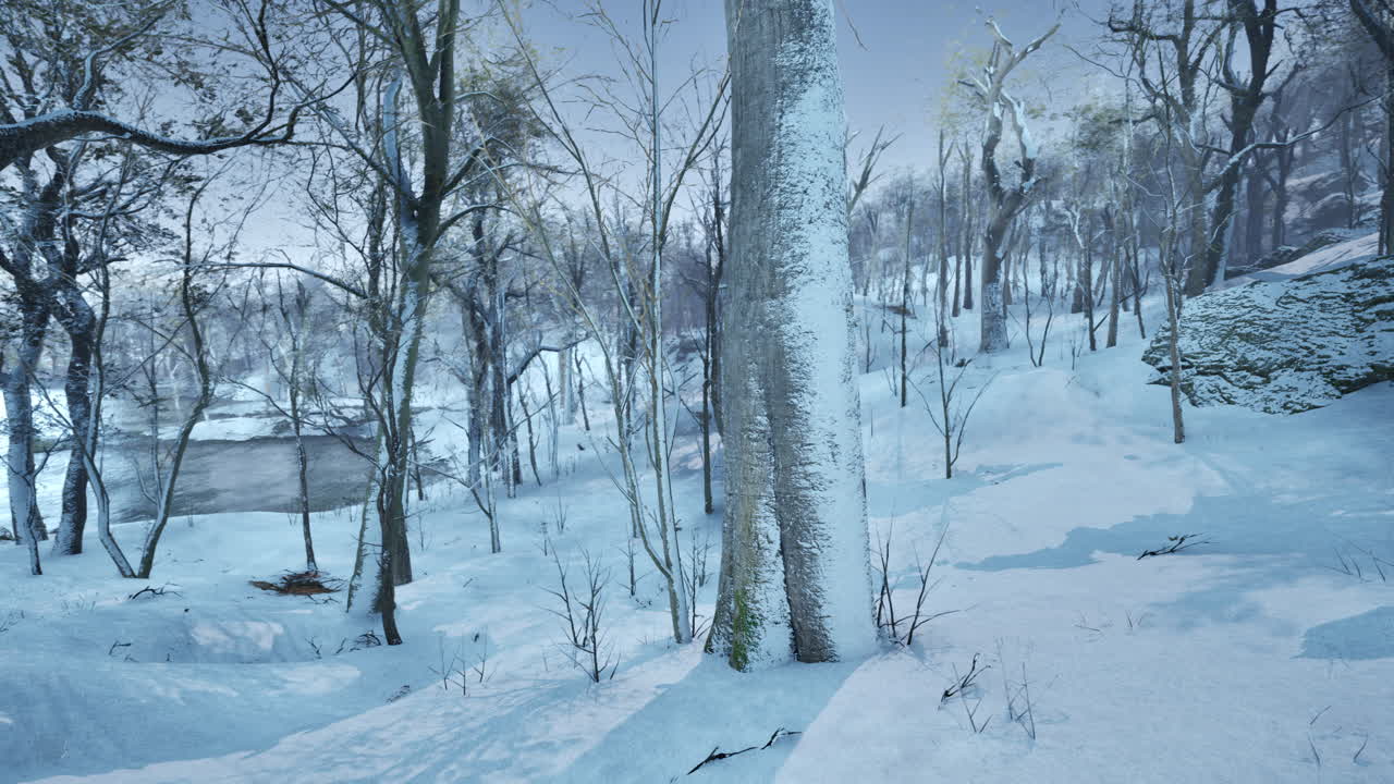 해가 지는 겨울의 숲