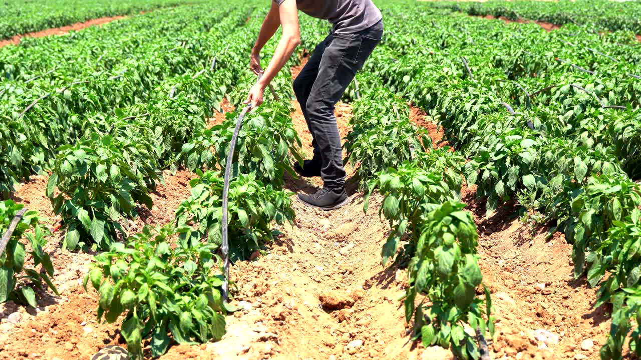 joven agricultor que establece un sistema de riego por goteo en un huerto. negocio de agricultura y cultivo. naturaleza.