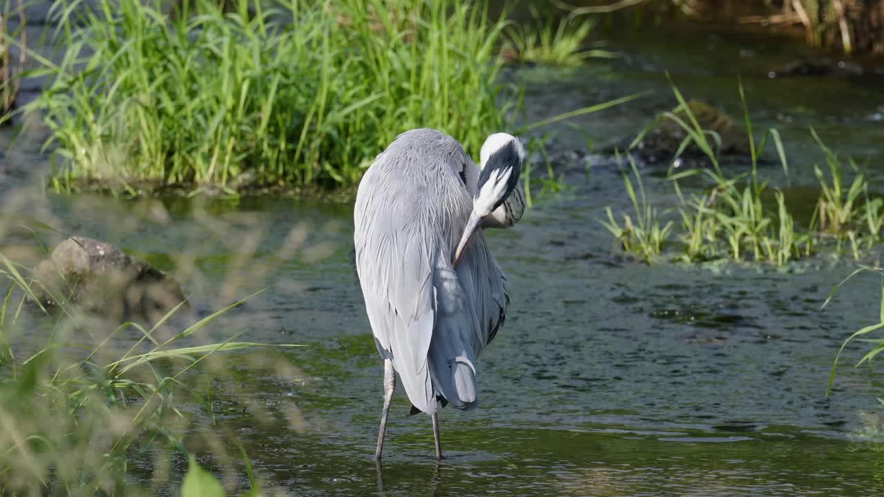 серая цапля ухаживает за собой у проточного ручья янчжэ в сеуле, южная корея