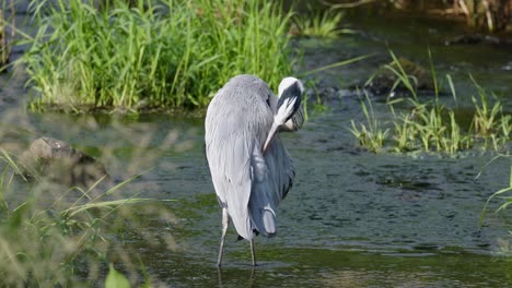 garza gris acicalándose en el arroyo yangjae que fluye en seúl, corea del sur
